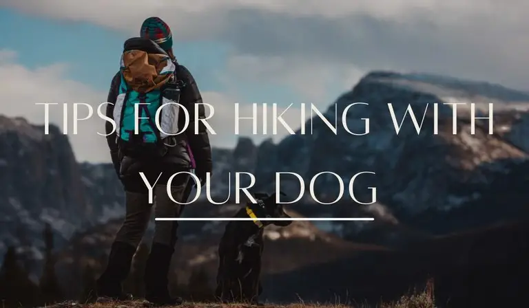 Tips for hiking with your dog